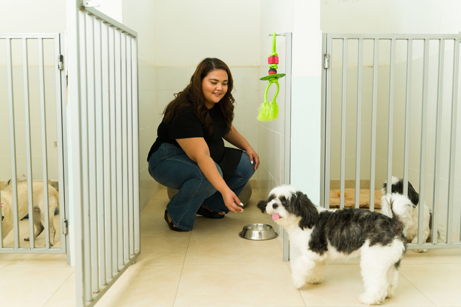 Worker giving food to a dog at the dog daycare